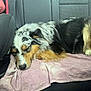 Loki participe au concours pour gagner de l'argent avec cette photo : dog, sleeping, car_interior, backseat, towel, tricolor, fur, resting, pet, animal, cozy, relaxed, canine, seat, domestic_animal, closeup, laying, comfort, transportation, vehicle