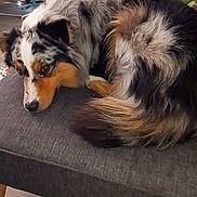Loki participe au concours pour gagner de l'argent avec cette photo : dog, pet, indoor, furniture, ottoman, curled_up, tricolor, fluffy, floor, toy, baby_bouncer, cozy, resting, fur, ears, tail, wooden_floor, relaxed, home, animal