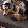 dog, pet, indoor, furniture, ottoman, curled_up, tricolor, fluffy, floor, toy, baby_bouncer, cozy, resting, fur, ears, tail, wooden_floor, relaxed, home, animal