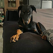 Athés participe au concours pour gagner de l'argent avec cette photo : animal, black_dog, canine, companion, couch, dog, domestic, fur, furniture, home, indoor, living_room, looking_at_camera, lying_down, paw, pet, portrait, relaxed, resting, tan_markings