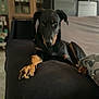animal, black_dog, canine, companion, couch, dog, domestic, fur, furniture, home, indoor, living_room, looking_at_camera, lying_down, paw, pet, portrait, relaxed, resting, tan_markings