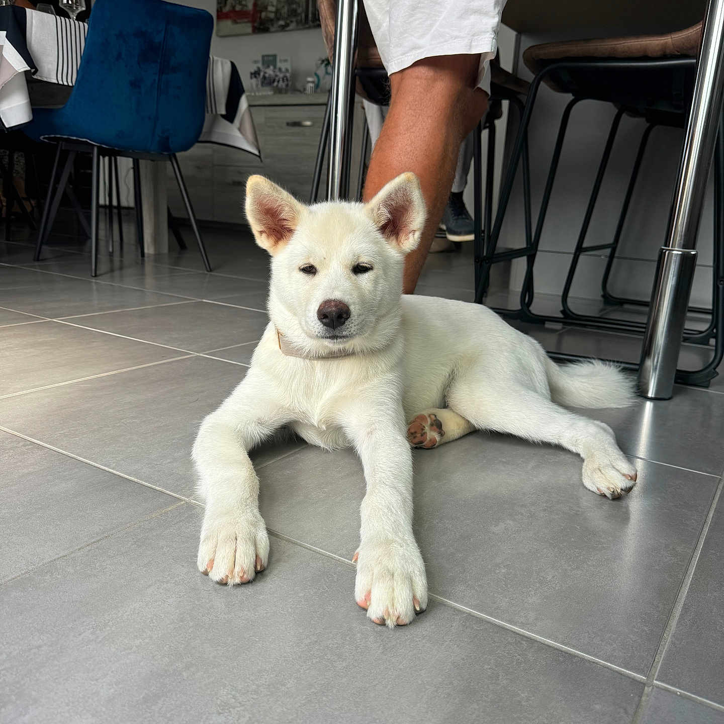 Volta participe au concours pour gagner de l'argent avec cette photo : accessories, adult, animal, canine, chair, clothing, dog, eskimodog, footwear, furniture, hardwood, husky, male, man, person, pet, puppy, shoe, strap, wood