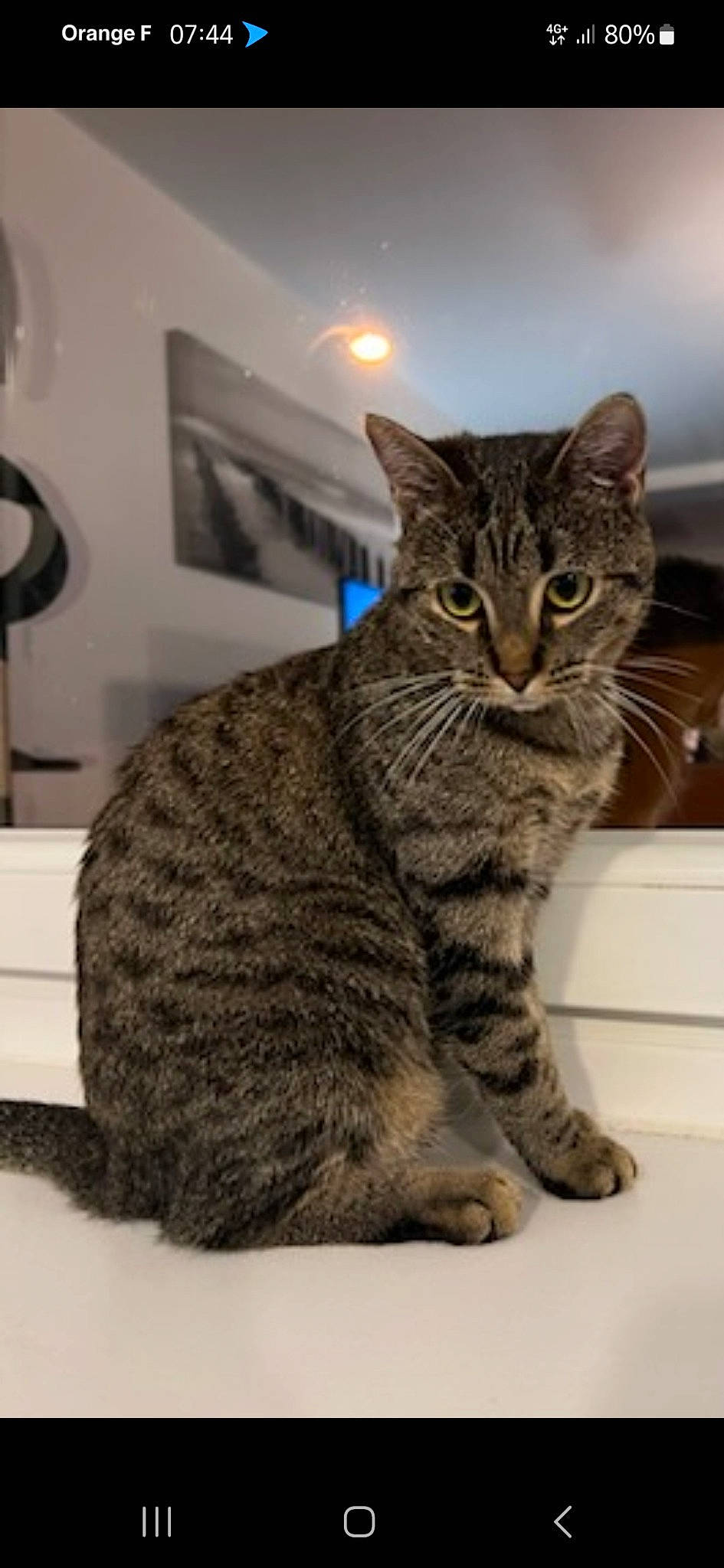 Kitty a rejoint le concours — aidez-le/la à gagner de superbes lots ! carnivore, cat, domestic_short_haired_cat, felidae, fur, mammal, paw, picture_frame, sitting, small_to_medium_sized_cats, snout, tail, terrestrial_animal, vertebrate, whiskers