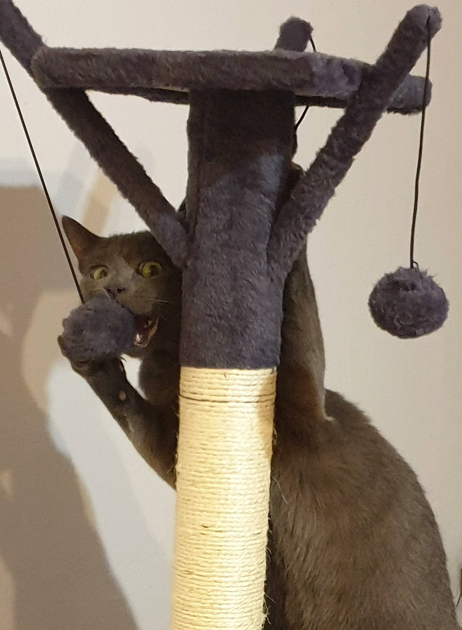 Lupin a rejoint le concours — aidez-le/la à gagner de superbes lots ! metal, natural_material, room, symbol, tail, terrestrial_animal, twig, wood