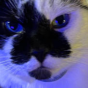 Pluto joined the competition — help win amazing prizes! animal, blackcat, cat, flower, iris, kitten, manx, pet, plant, siamese
