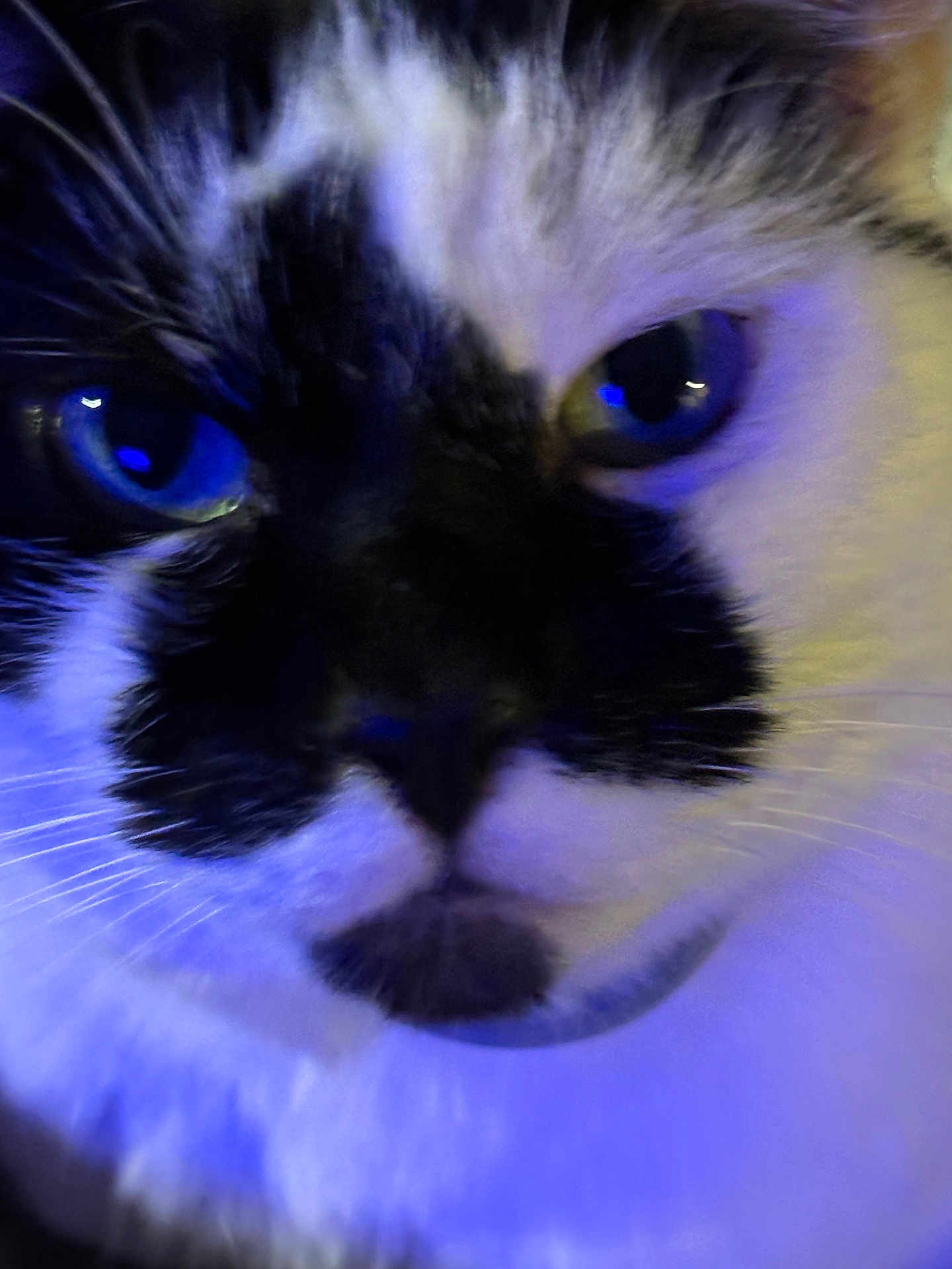 Pluto joined the competition — help win amazing prizes! animal, blackcat, cat, flower, iris, kitten, manx, pet, plant, siamese