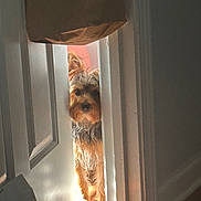 Mr. T is registered to the contest to win money with this photo: dog, door, wood_floor, sunlight, shadow, peek, curious, fluffy_fur, indoor, home, animal, pet, waiting, light, wall, quiet, small_dog, partially_open_door, brown_dog, soft_light