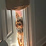 dog, door, wood_floor, sunlight, shadow, peek, curious, fluffy_fur, indoor, home, animal, pet, waiting, light, wall, quiet, small_dog, partially_open_door, brown_dog, soft_light