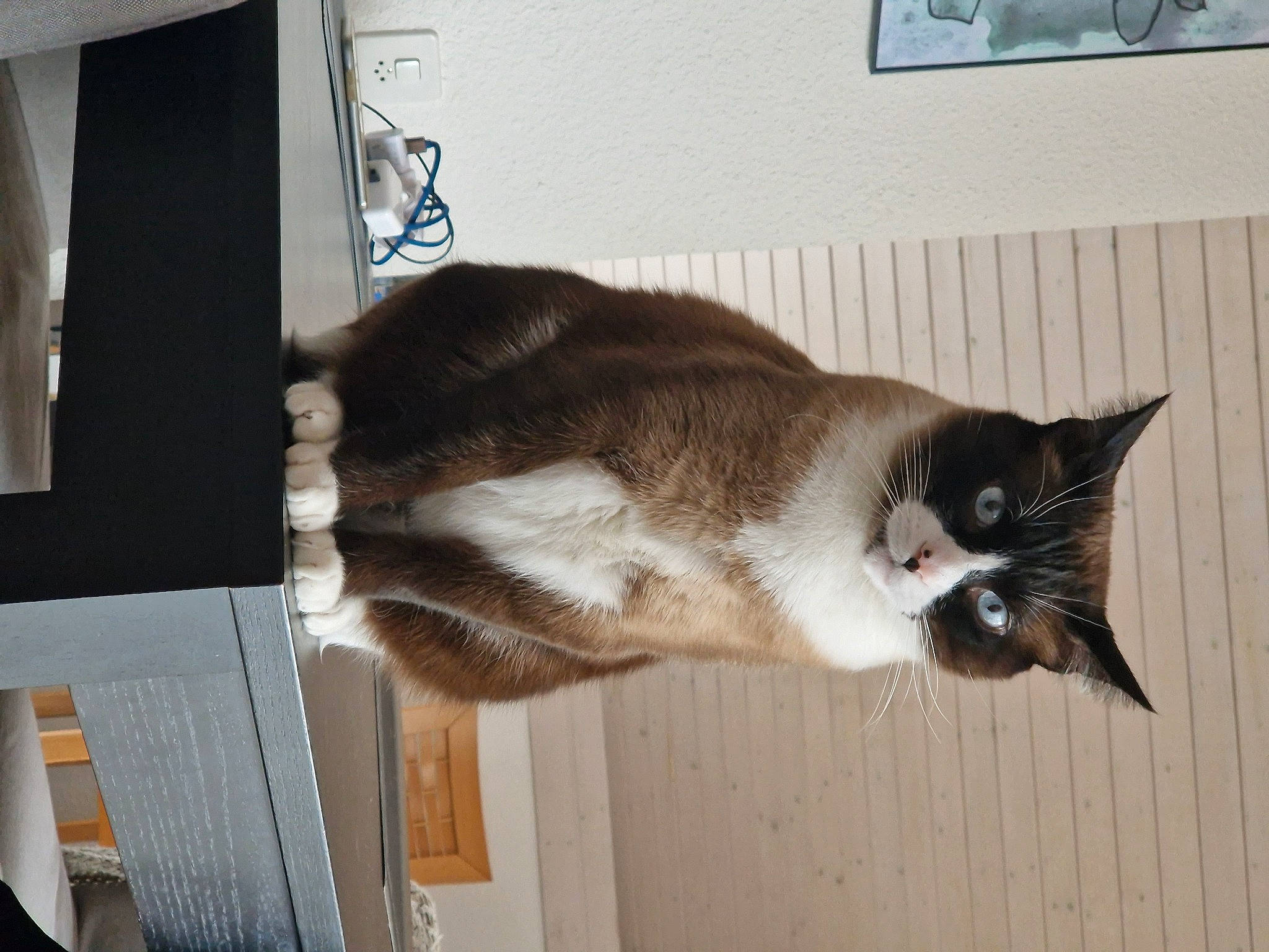 Poussy participe au concours pour gagner de l'argent avec cette photo : cardboard, carnivore, cat, domestic_short_haired_cat, door, felidae, flooring, fur, hardwood, picture_frame, room, small_to_medium_sized_cats, snout, table, tail, whiskers, window, wood