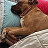 Poppa joined the competition — help win amazing prizes! bed, blanket, brown_dog, canine, comfort, cozy, curled_up, cushion, dog, ears, fur, indoor, nap, paw, pet, pillow, relaxing, resting, sleeping, snout