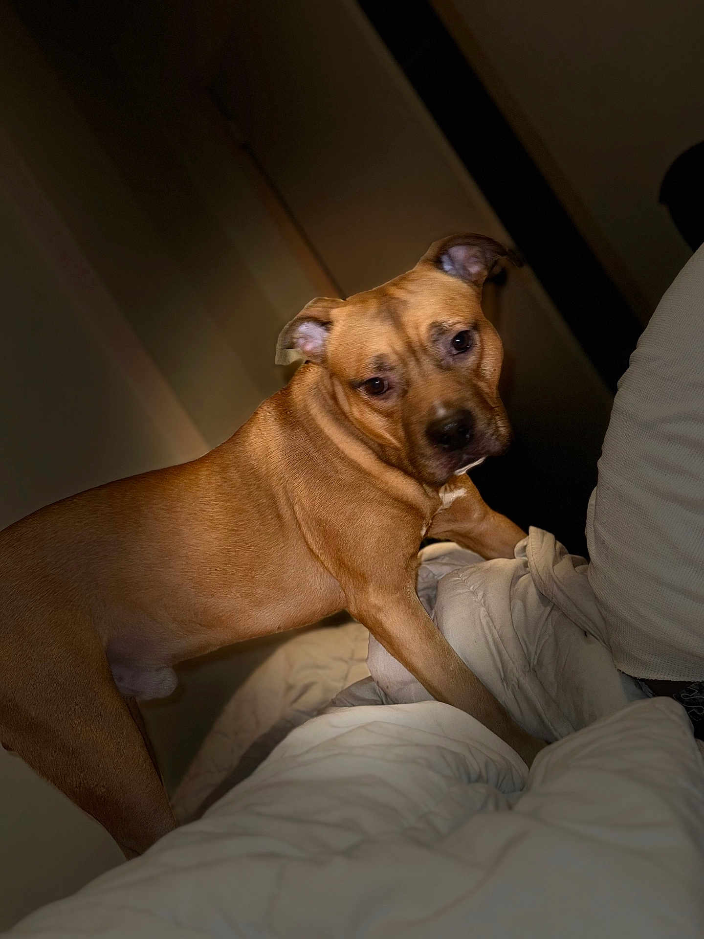 Poppa is registered to the contest to win money with this photo: dog, brown_dog, bed, blanket, indoor, pet, canine, animal, furniture, sleeping_area, white_blanket, curious, looking, soft_lighting, shadow, cozy, domestic, companion, mammal, ears
