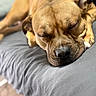 Poppa joined the competition — help win amazing prizes! animal, blanket, brown_dog, canine, closeup, companion, cozy, cute, dog, domestic_animal, fur, indoor, paw, peaceful, pet, quiet, relaxation, resting, sleeping, snout