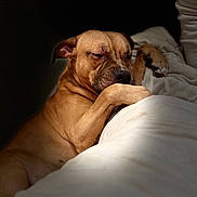 Poppa is registered to the contest to win money with this photo: dog, sleeping, brown_dog, blanket, cozy, resting, pet, animal, indoor, soft_light, relaxed, paw, canine, comfort, fur, bed, peaceful, portrait, close_up, nap