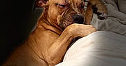 Poppa is registered to the contest to win money with this photo: animal, bed, blanket, brown_dog, canine, close_up, comfort, cozy, dog, fur, indoor, nap, paw, peaceful, pet, portrait, relaxed, resting, sleeping, soft_light