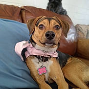 Madeline is registered to the contest to win money with this photo: dog, pet, couch, indoor, brown, black, pink_clothing, collar, tag, animal, cute, relaxed, fur, ears, eyes, nose, whiskers, home, furniture, portrait