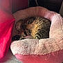 cat, tabby_cat, sleeping, pet_bed, pink_bed, cozy, indoor, curtain, red_curtain, soft_light, furniture, quiet, resting, fluffy, animal, domestic_cat, relaxing, home, cute, nap