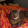 Amos is registered to the contest to win money with this photo: cat, tabby, pet, animal, indoor, blanket, orange, pink, pattern, fur, whiskers, collar, bell, relaxed, comfort, cozy, feline, bedroom, resting, alert