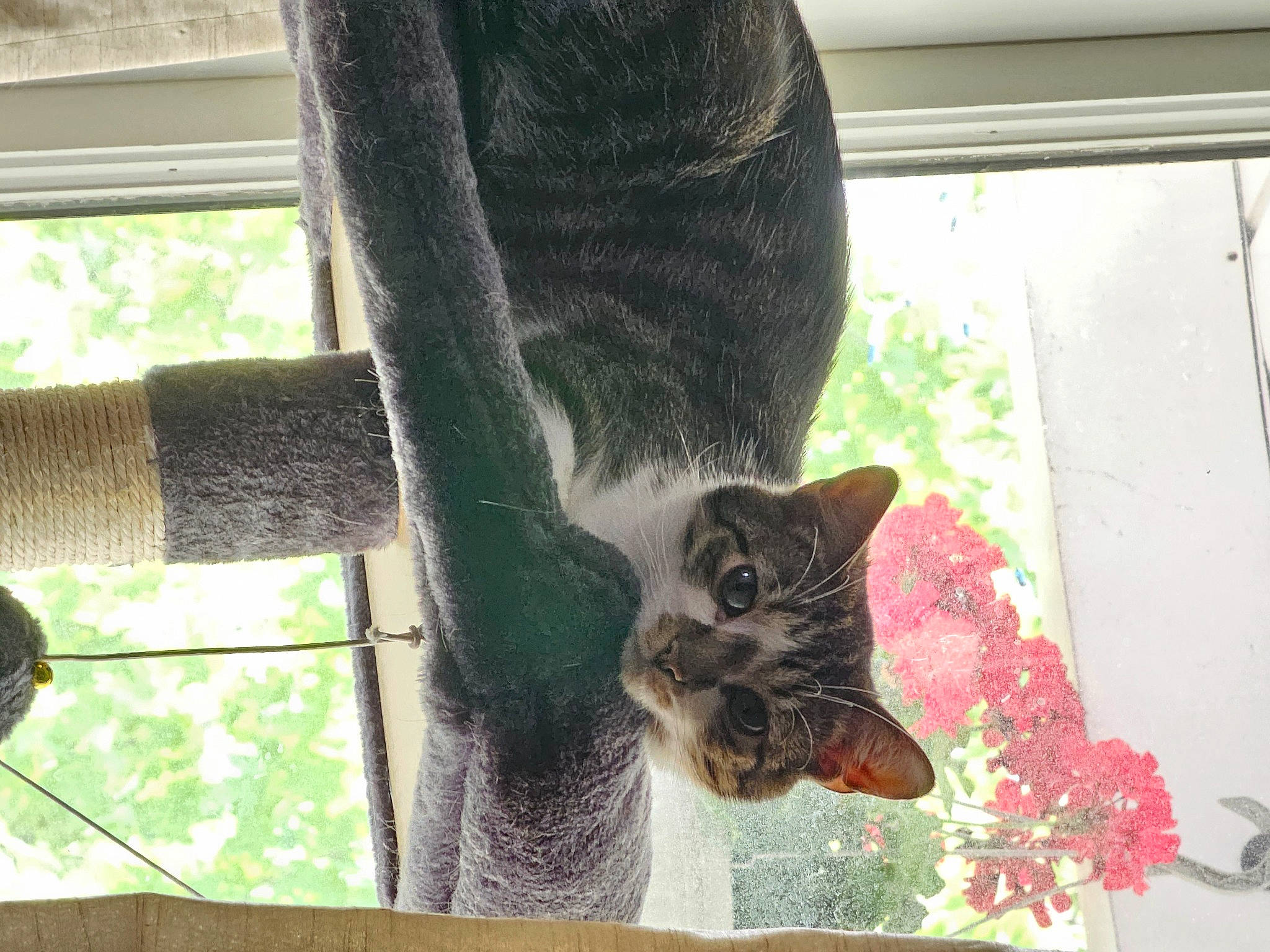 Minecraft is registered to the contest to win money with this photo: carnivore, cat, cat_supply, domestic_short_haired_cat, felidae, flower, foot, fur, grass, houseplant, human_leg, plant, small_to_medium_sized_cats, tail, terrestrial_animal, tree, trunk, whiskers, window