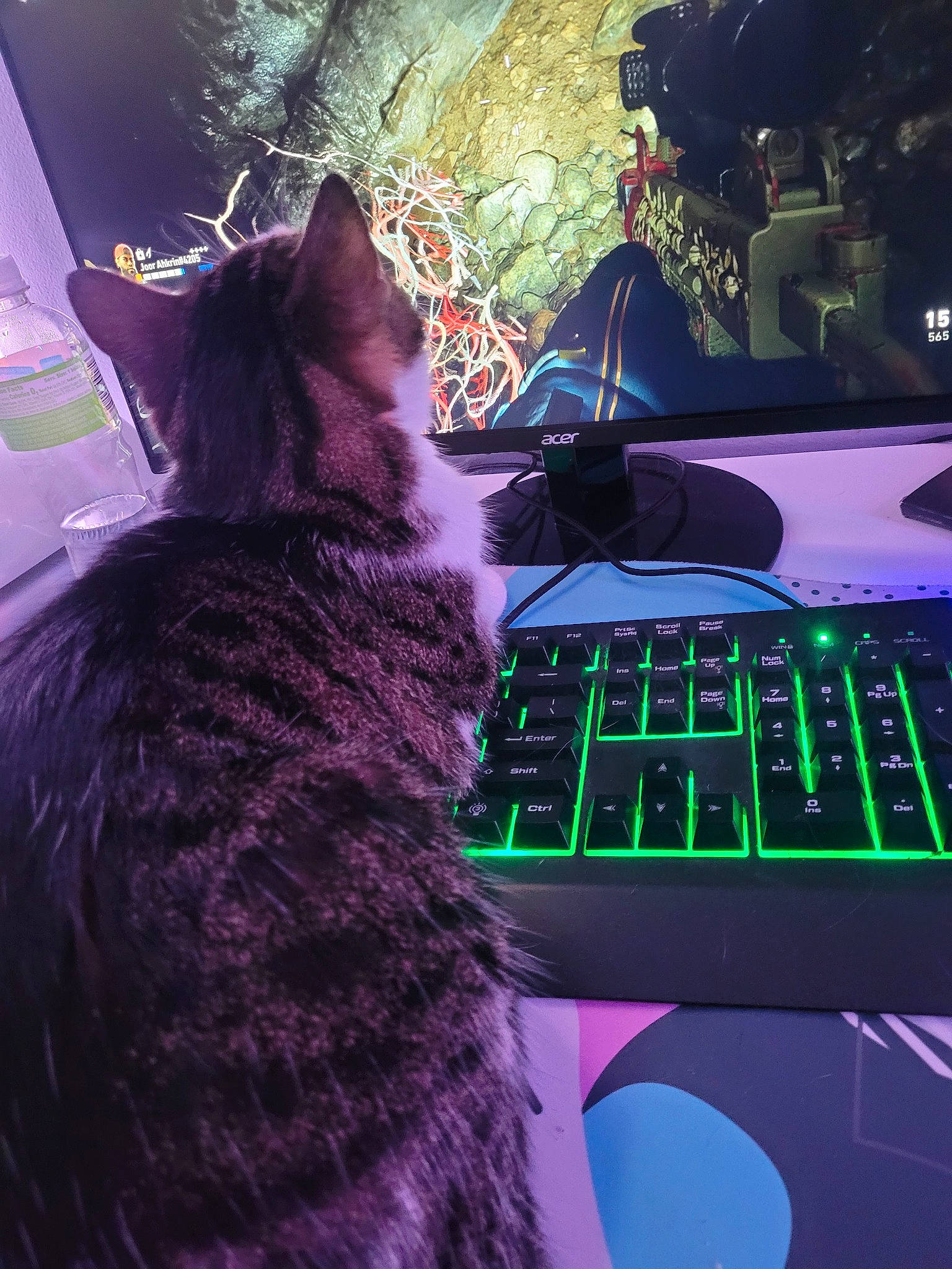 Minecraft is registered to the contest to win money with this photo: carnivore, cat, computer, computer_hardware, computer_keyboard, display_device, electric_blue, felidae, fur, input_device, laptop, light, magenta, peripheral, personal_computer, purple, small_to_medium_sized_cats, space_bar, tail, whiskers