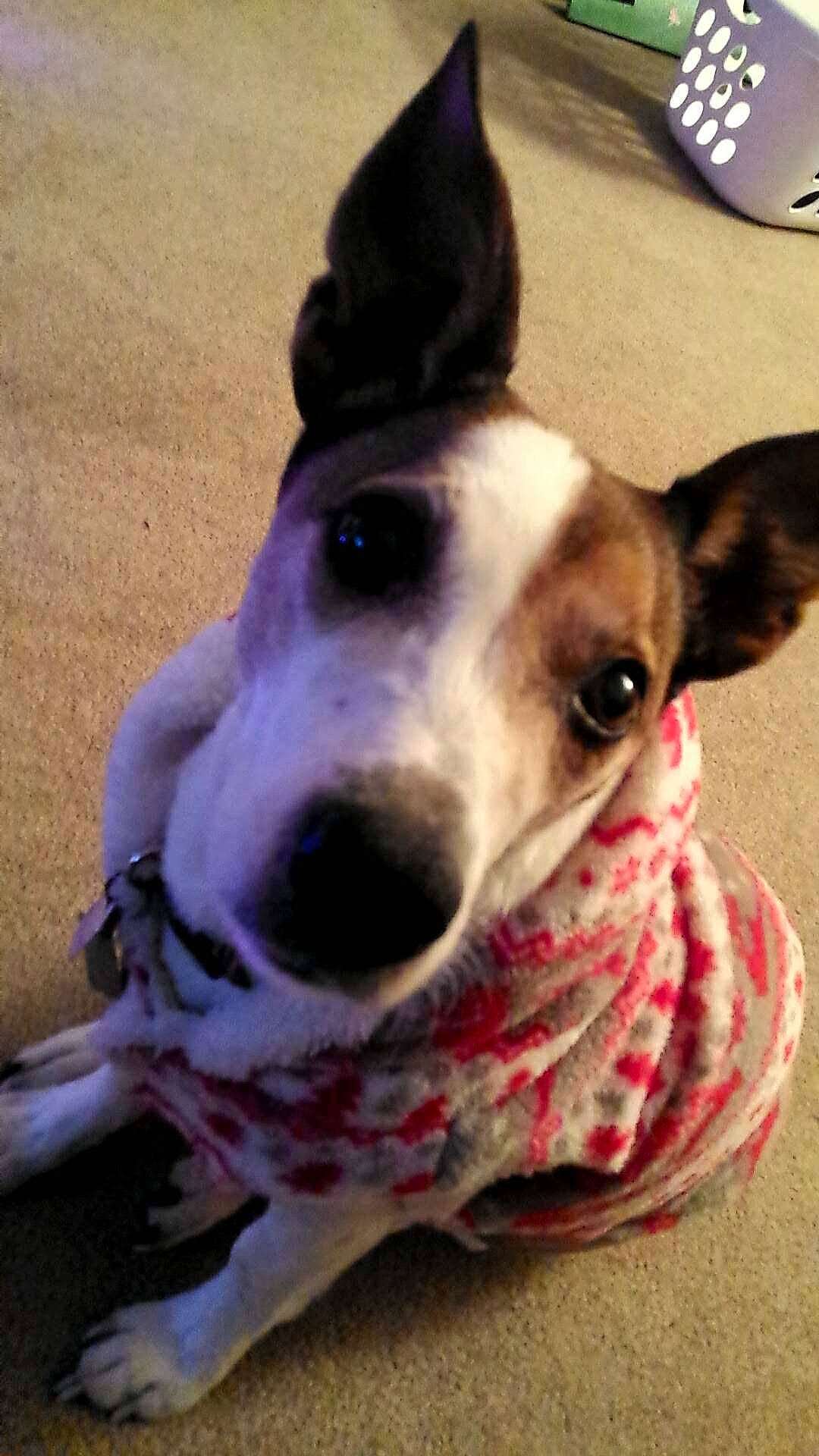 Ozzy is registered to the contest to win money with this photo: canidae, carnivore, collar, companion_dog, dog, dog_breed, dog_collar, dog_supply, ear, fawn, fur, happy, non_sporting_group, rampur_greyhound, remote_control, sighthound, snout, sporting_group, whiskers, working_animal