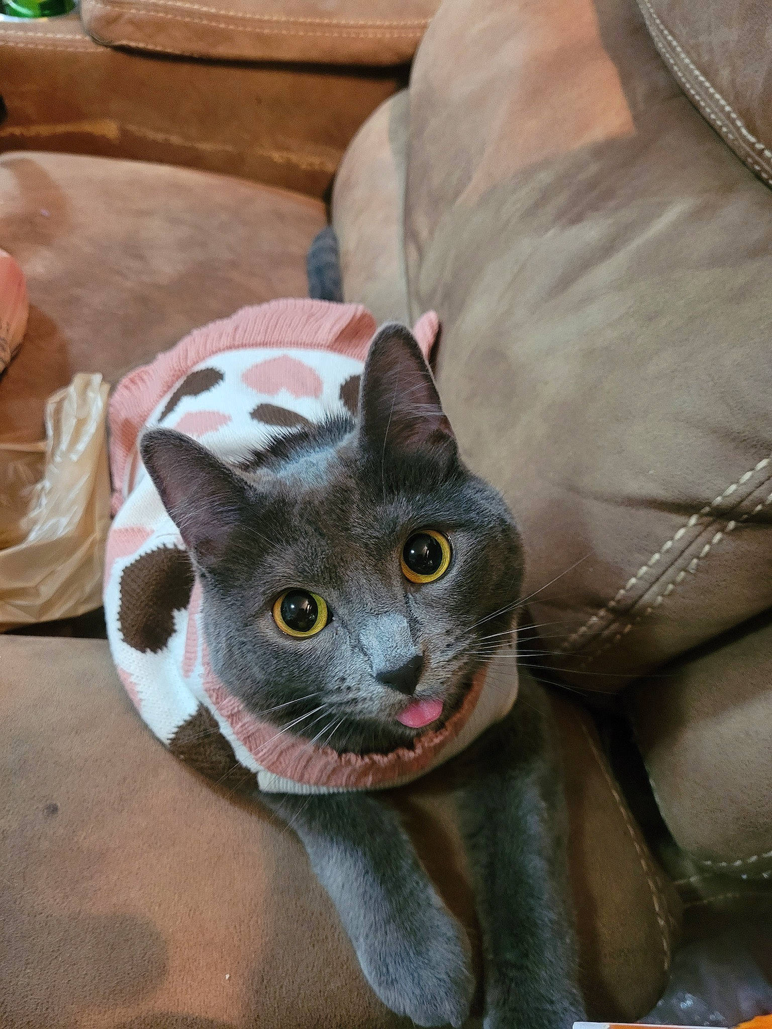 Sushi joined the competition — help win amazing prizes! carnivore, cat, comfort, domestic_short_haired_cat, felidae, fur, grey, russian_blue, small_to_medium_sized_cats, snout, whiskers