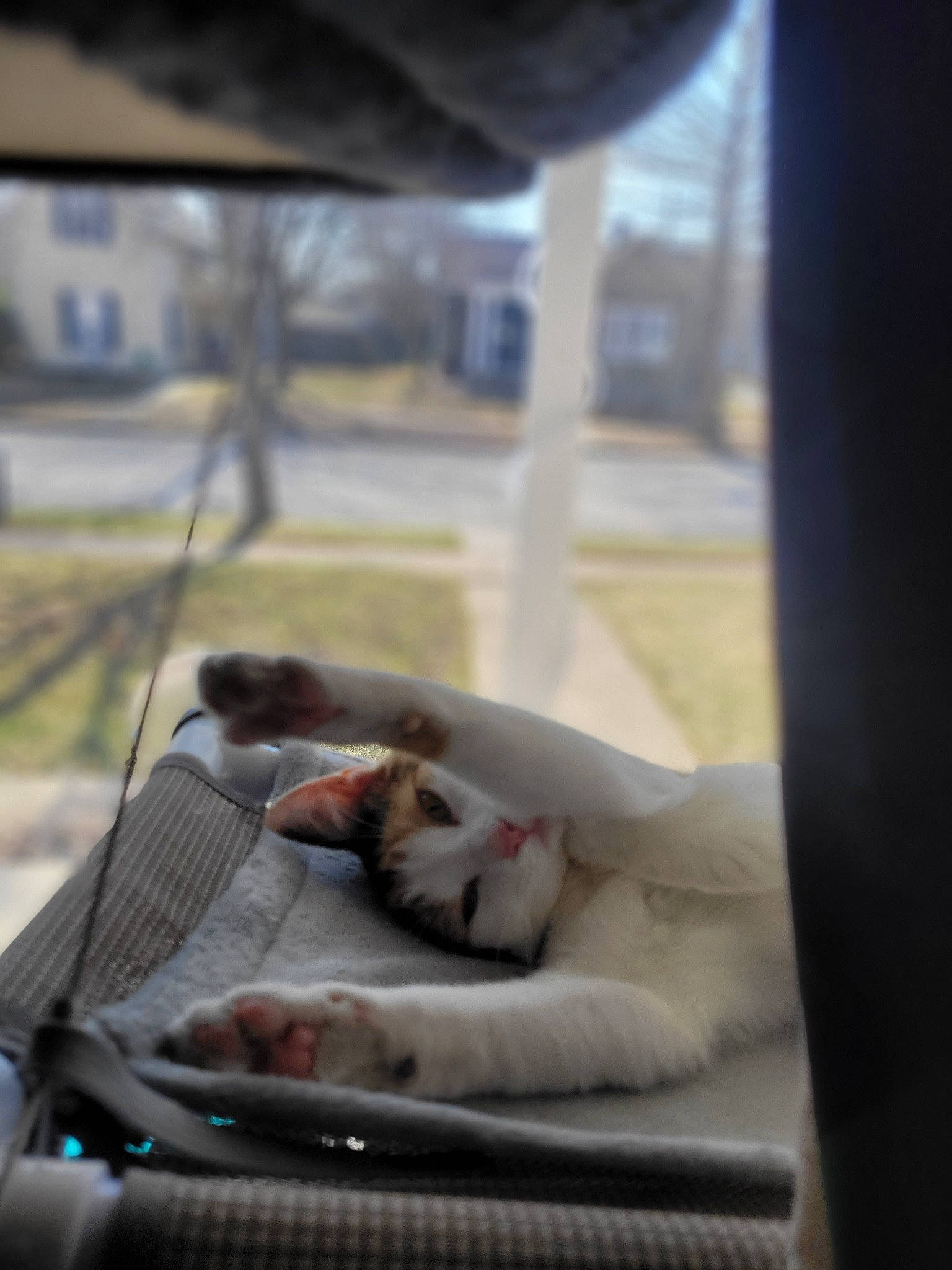 Eva is registered to the contest to win money with this photo: automotive_window_part, carnivore, cat, comfort, domestic_short_haired_cat, felidae, fur, glass, laptop, mammal, nap, netbook, sitting, small_to_medium_sized_cats, snout, tints_and_shades, vertebrate, whiskers, window, windshield
