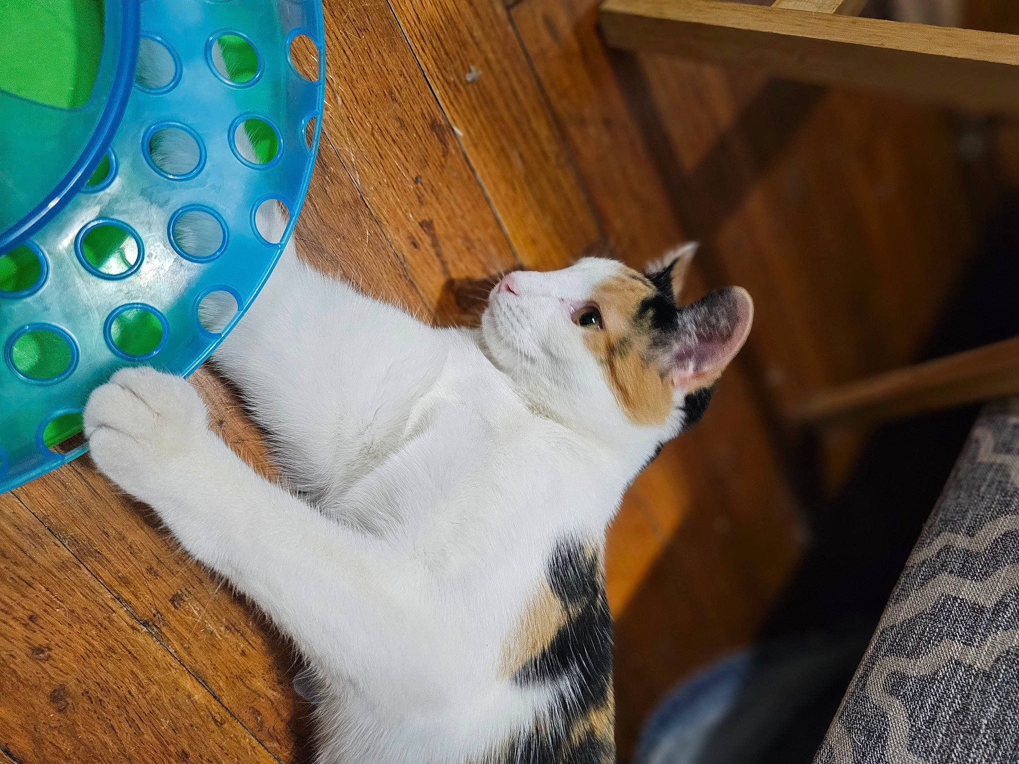 Eva joined the competition — help win amazing prizes! carnivore, cat, circle, claw, collar, comfort, companion_dog, dog_breed, domestic_short_haired_cat, fawn, felidae, flooring, fur, hardwood, paw, small_to_medium_sized_cats, snout, tail, whiskers, wood