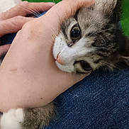 Loki joined the competition — help win amazing prizes! animal, cat, closeup, curious, cute, denim, domestic_animal, feline, fur, green_background, hand, holding, human_hand, indoor, kitten, paw, pet, resting, soft, whiskers