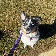 Charlie joined the competition — help win amazing prizes! dog, blue_eyes, leash, grass, sidewalk, outdoor, pet, canine, happy, curious, ear, fur, shadow, daylight, nature, animal, closeup, looking_up, playful, walking
