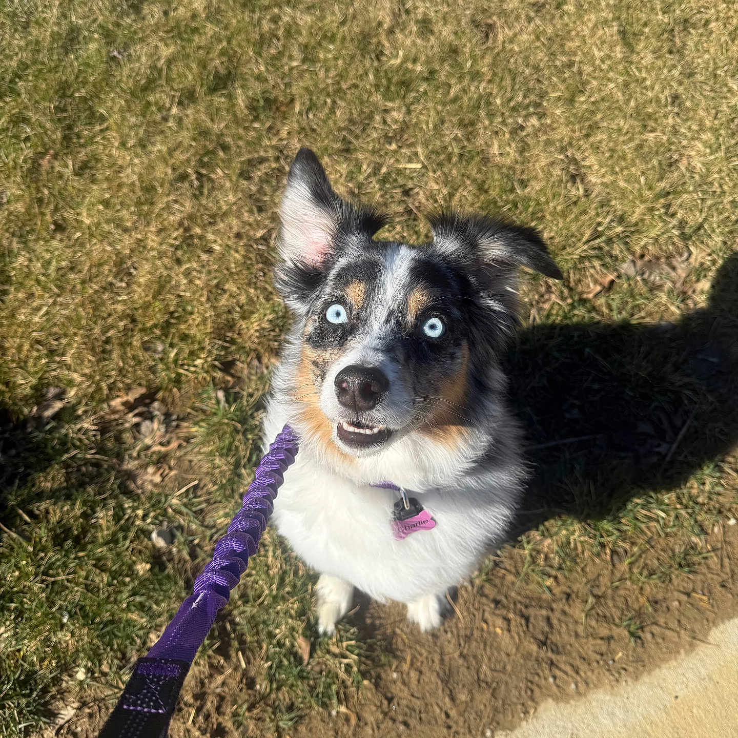Charlie joined the competition — help win amazing prizes! dog, blue_eyes, leash, grass, sidewalk, outdoor, pet, canine, happy, curious, ear, fur, shadow, daylight, nature, animal, closeup, looking_up, playful, walking