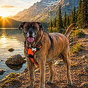 Maho participe au concours pour gagner de l'argent avec cette photo : dog, canine, harness, orange, lake, water, rocks, mountains, sunset, sunlight, trees, pine_trees, nature, outdoor, animal, pet, tongue_out, standing, scenic, landscape