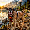 dog, canine, harness, orange, lake, water, rocks, mountains, sunset, sunlight, trees, pine_trees, nature, outdoor, animal, pet, tongue_out, standing, scenic, landscape
