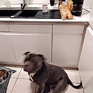 Thor participe au concours pour gagner de l'argent avec cette photo : dog, kitchen, tile_floor, food_bowl, cabinet, coffee_maker, plant, mug, countertop, sink, window, bag, pet, indoor, animal, blur, black_dog, floor, home, sitting