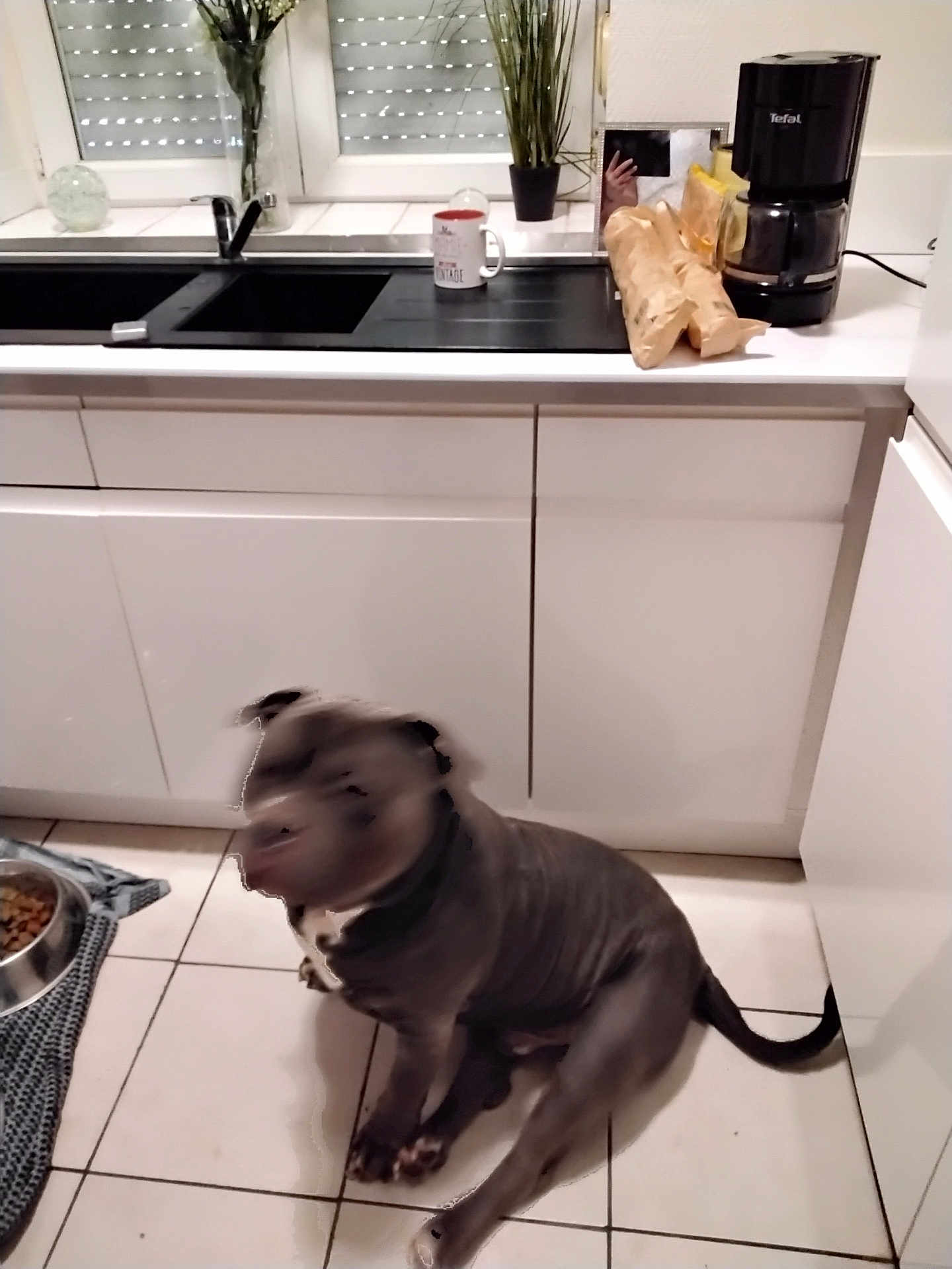 Thor participe au concours pour gagner de l'argent avec cette photo : dog, kitchen, tile_floor, food_bowl, cabinet, coffee_maker, plant, mug, countertop, sink, window, bag, pet, indoor, animal, blur, black_dog, floor, home, sitting