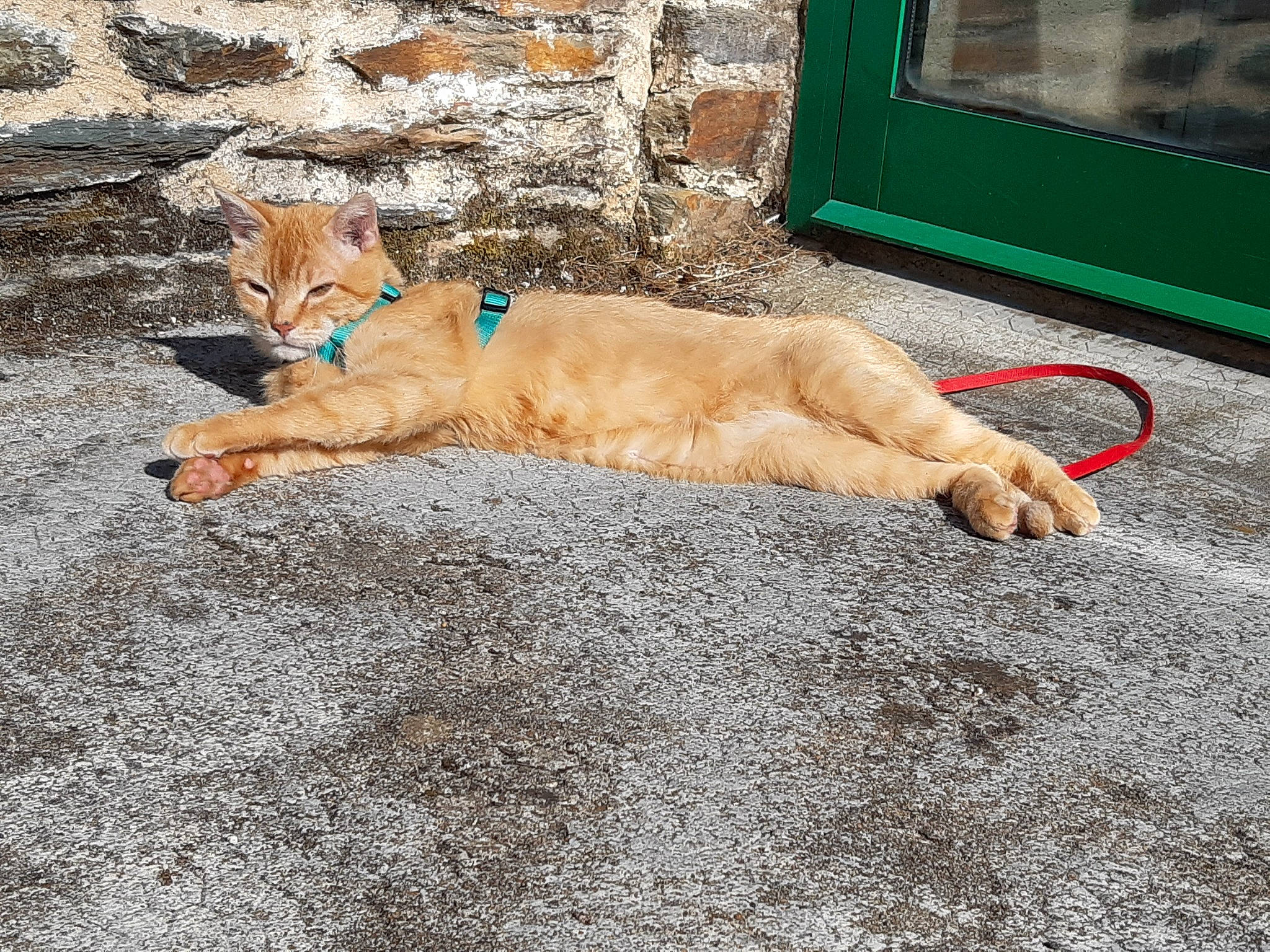 Goliath a rejoint le concours — aidez-le/la à gagner de superbes lots ! asphalt, canidae, carnivore, companion_dog, dog_breed, domestic_short_haired_cat, fawn, felidae, flooring, fur, road, road_surface, sidewalk, small_to_medium_sized_cats, snout, soil, sporting_group, tail, whiskers, wood