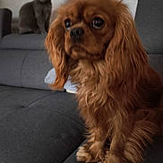 Archi participe au concours pour gagner de l'argent avec cette photo : dog, cat, couch, indoor, pet, furniture, gray, brown, fur, animal, companion, cute, sitting, relaxed, home, cozy, portrait, domestic, friendship, curious