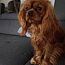 animal, brown, cat, companion, couch, cozy, curious, cute, dog, domestic, friendship, fur, furniture, gray, home, indoor, pet, portrait, relaxed, sitting