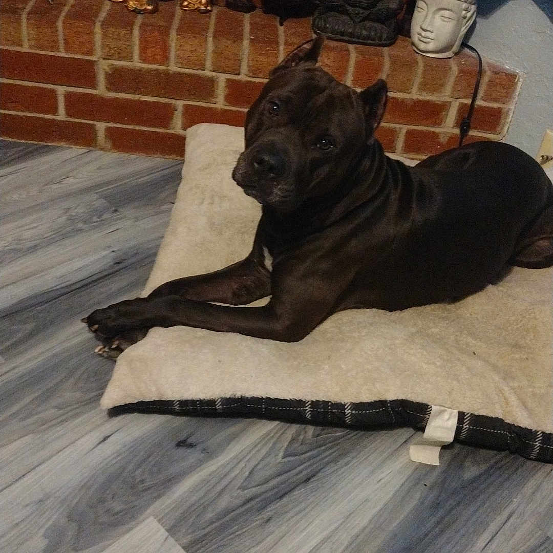 Nemesis is registered to the contest to win money with this photo: animal, black_dog, brick_fireplace, comfort, cozy, curious, decor, dog, dog_bed, flooring, furniture, head_tilt, home, indoor, laying_down, pet, relaxed, resting, statues, wood_floor