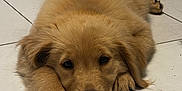 Tulip is registered to the contest to win money with this photo: adorable, animal, canine, close_up, cute, dog, floor, fluffy, front_paws, fur, golden_retriever, indoor, looking_at_camera, lying_down, pet, puppy, relaxed, resting, tile_floor, young_dog