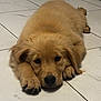 adorable, animal, canine, close_up, cute, dog, floor, fluffy, front_paws, fur, golden_retriever, indoor, looking_at_camera, lying_down, pet, puppy, relaxed, resting, tile_floor, young_dog