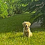 Tulip is registered to the contest to win money with this photo: animal, bush, canine, collar, dog, golden_retriever, grass, greenery, happy, leafy, leash, nature, outdoor, pet, puppy, sitting, smiling, sunlight, tree, young