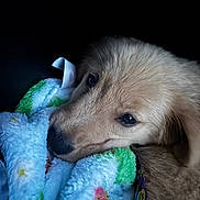 Tulip is registered to the contest to win money with this photo: adorable, animal, blanket, closeup, comfort, cozy, cute, dog, face, fluffy, fur, indoor, pet, puppy, resting, sleepy, snuggling, soft, warm, young