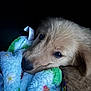adorable, animal, blanket, closeup, comfort, cozy, cute, dog, face, fluffy, fur, indoor, pet, puppy, resting, sleepy, snuggling, soft, warm, young