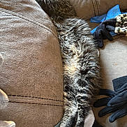 Milo is registered to the contest to win money with this photo: cat, tabby, fluffy, stretching, couch, furniture, indoor, relaxing, sleeping, paws, whiskers, feline, pet, cozy, resting, soft, home, nap, animal, fur