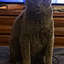 animal, cat, dark, dresser, ears, feline, fur, furniture, gray_cat, home, indoor, mammal, pet, portrait, quiet, shadow, sitting, still, television, whiskers
