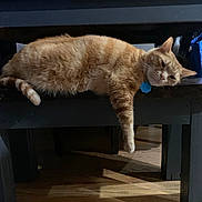 Garfield is registered to the contest to win money with this photo: animal, bench, cat, collar, dangling_paw, domestic_cat, feline, fur, ginger_cat, household, indoor, lazy, paw, pet, relaxed, resting, sleepy, tabby, wooden_bench, wooden_floor