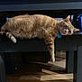 animal, bench, cat, collar, dangling_paw, domestic_cat, feline, fur, ginger_cat, household, indoor, lazy, paw, pet, relaxed, resting, sleepy, tabby, wooden_bench, wooden_floor