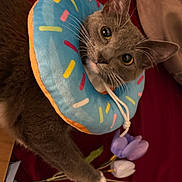 Nibby is registered to the contest to win money with this photo: cat, gray_cat, donut_collar, flower, purple_flower, white_flower, pet, indoor, blanket, red_blanket, curious, cute, animal, whiskers, ears, paws, soft_toys, playful, close_up, portrait