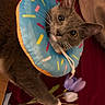 cat, gray_cat, donut_collar, flower, purple_flower, white_flower, pet, indoor, blanket, red_blanket, curious, cute, animal, whiskers, ears, paws, soft_toys, playful, close_up, portrait