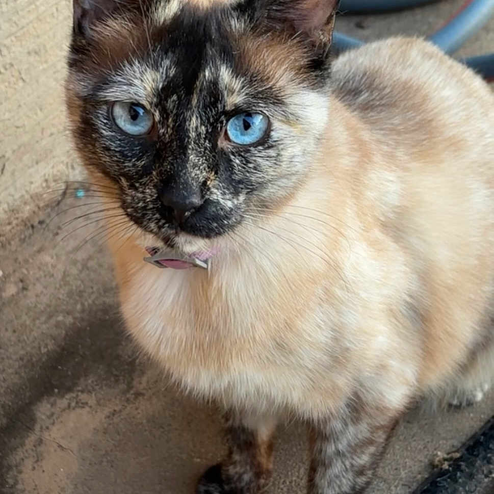 Love joined the competition — help win amazing prizes! cat, blue_eyes, animal, pet, fur, whiskers, outdoor, concrete, hose, collar, curious, closeup, mammal, face, ears, paws, domestic_animal, nature, ground, looking